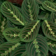 Paryer Plant .jpg